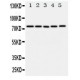 ABCG1 Antibody