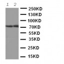 ABCG4 Antibody