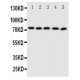 ABCG5 Antibody