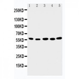 ABI2 Antibody