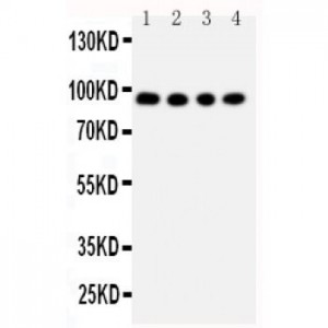 ADAM17 Antibody