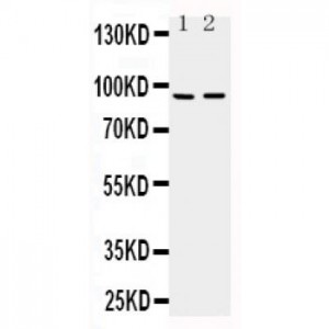 ADAMTS4 Antibody