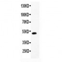 ADRA1A  Antibody