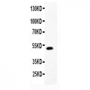 ADRA1A  Antibody