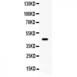 ADRB2  Antibody