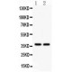 AHR  Antibody