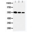 AHSG Antibody