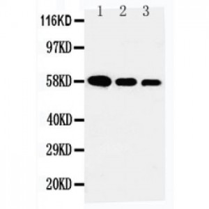 AHSG Antibody