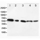 AKT1/2 Antibody