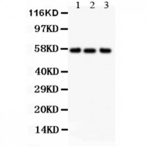 Alkaline Phosphatase Antibody