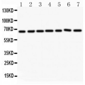 Angiopoietin 1  Antibody