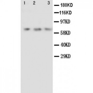 Angiopoietin 2 Antibody