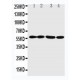 ANGPTL1 Antibody