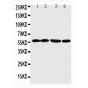 ANGPTL1 Antibody