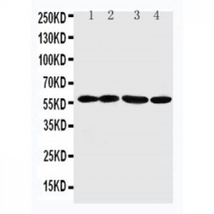 ANGPTL1 Antibody