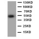 ANGPTL3 Antibody