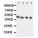 Annexin VIII Antibody