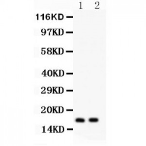 ANP  Antibody