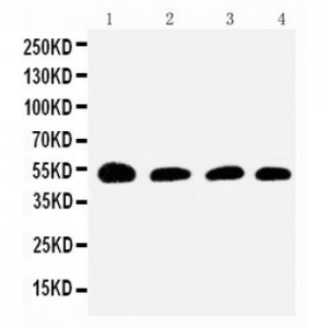 Antithrombin III Antibody