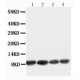 Apelin Antibody