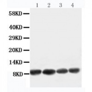 Apelin Antibody