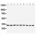 APG5L/ATG5 Antibody