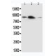 APLP2 Antibody