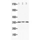 Apolipoprotein D Antibody