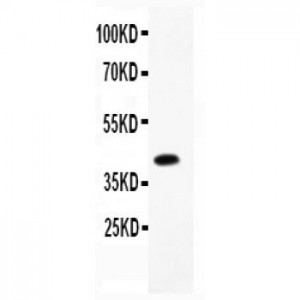 APPBP1  Antibody