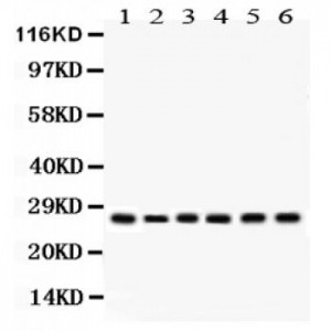 APRIL  Antibody