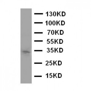 Aquaporin 10 Antibody