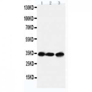 Aquaporin 4 Antibody