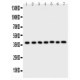 ARA9  Antibody