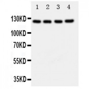 AREB6 Antibody