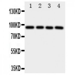 Aryl hydrocarbon Receptor Antibody