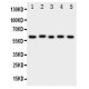 ASIC3 Antibody