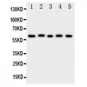 ASIC3 Antibody