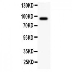 ATF6 Antibody