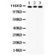 ATP1A1  Antibody