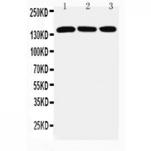 ATX2 Antibody