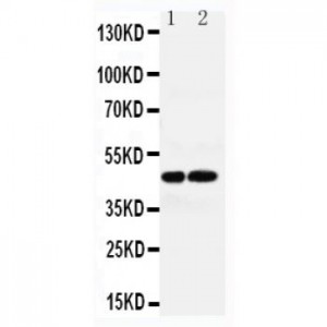 AVPR1A Antibody