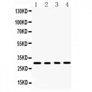 BAFF  Antibody