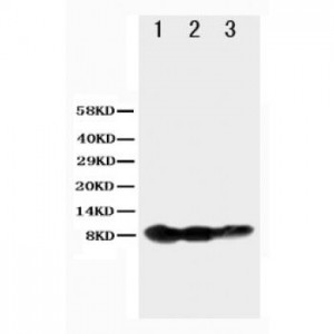 BAFF Receptor Antibody