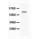 BAP1 Antibody (monoclonal)