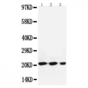 Bax Antibody