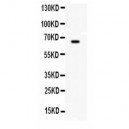 BCHE  Antibody