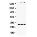 Bcl10  Antibody