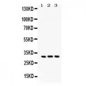 Bcl10  Antibody