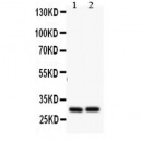 Bcl2A1 Antibody