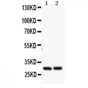 Bcl2A1 Antibody